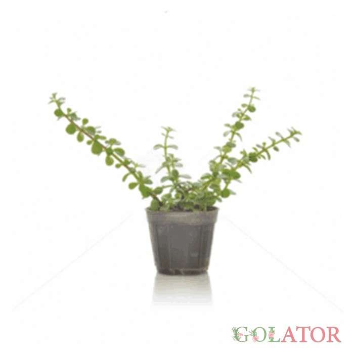 پورتو لاکاریا 