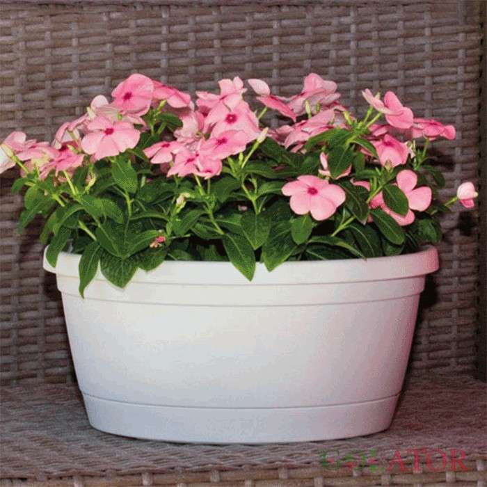 ایمپاتی ینس