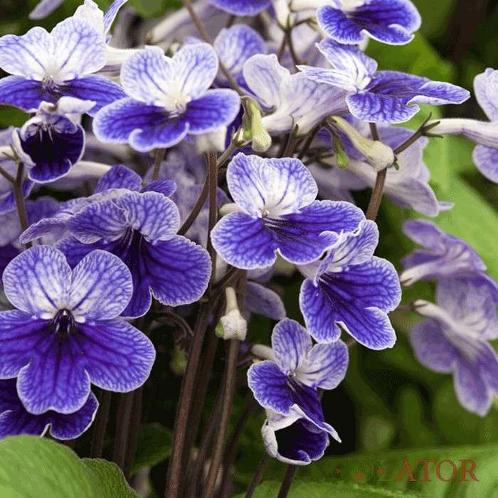 استرپتو کارپوس