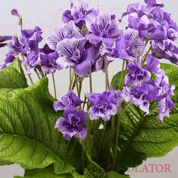 استرپتو کارپوس