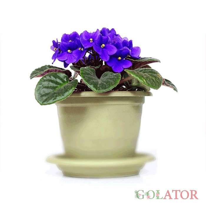 بنفشه آفریقایی