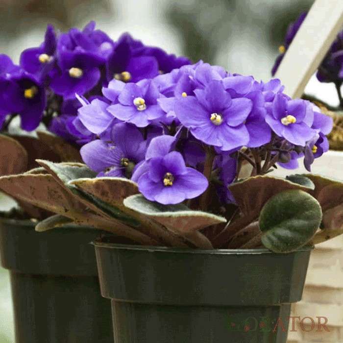 بنفشه آفریقایی