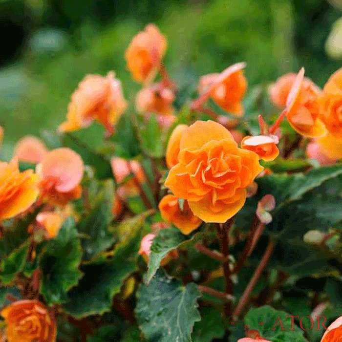 بگونیا تکمه ای 