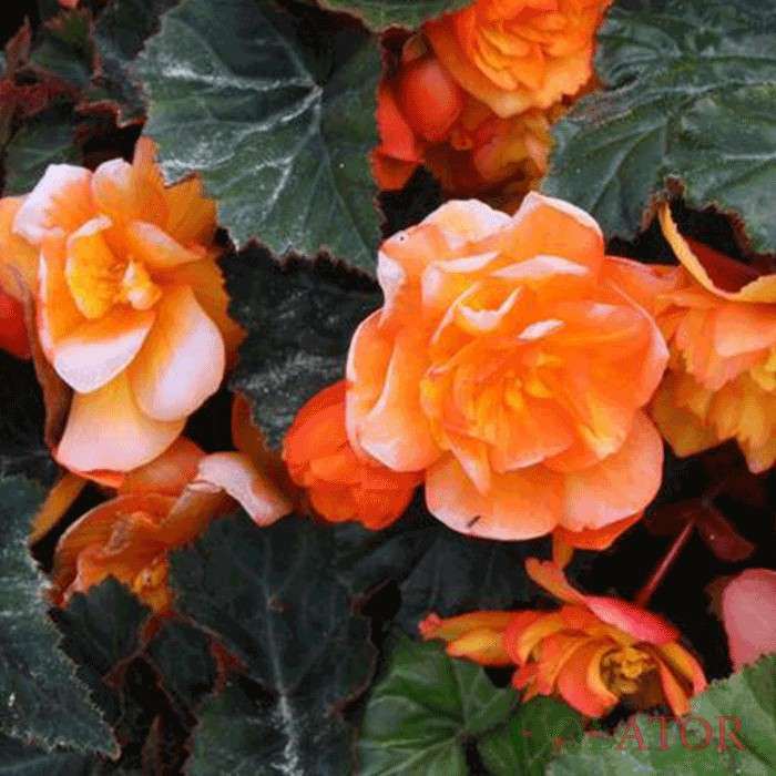 بگونیا تکمه ای 