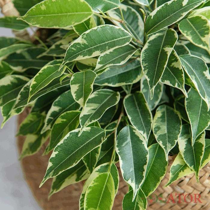 فیکوس بنجامین 