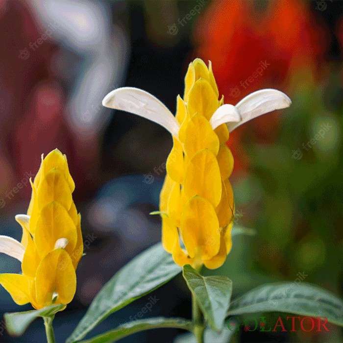 پاچیس تاچیس