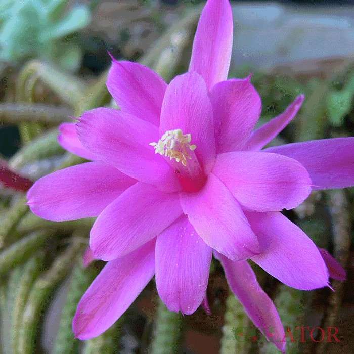 آپورو کاکتوس