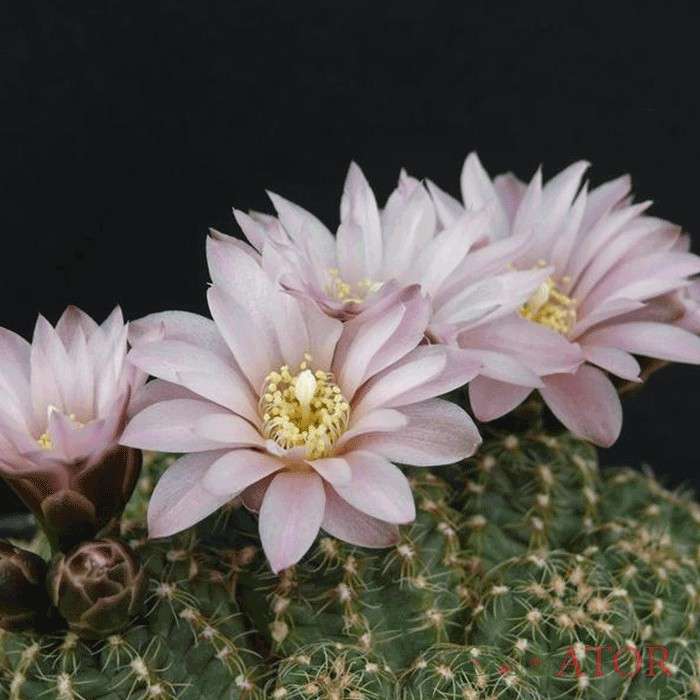 ژمینو کالی سیوم