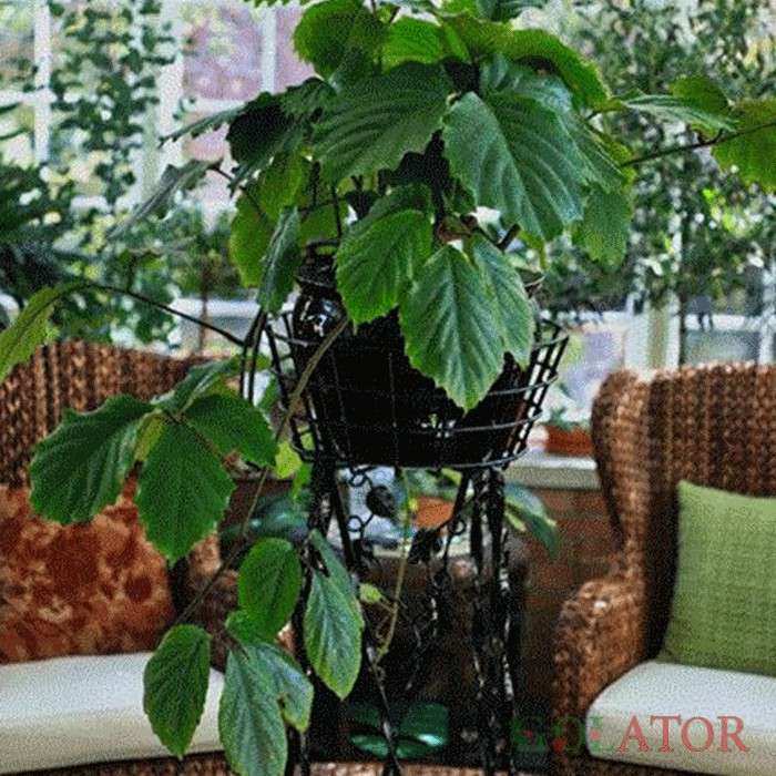 تتراستیگما