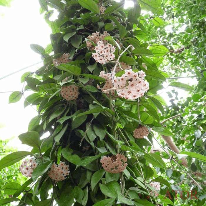 پیچ شمعی