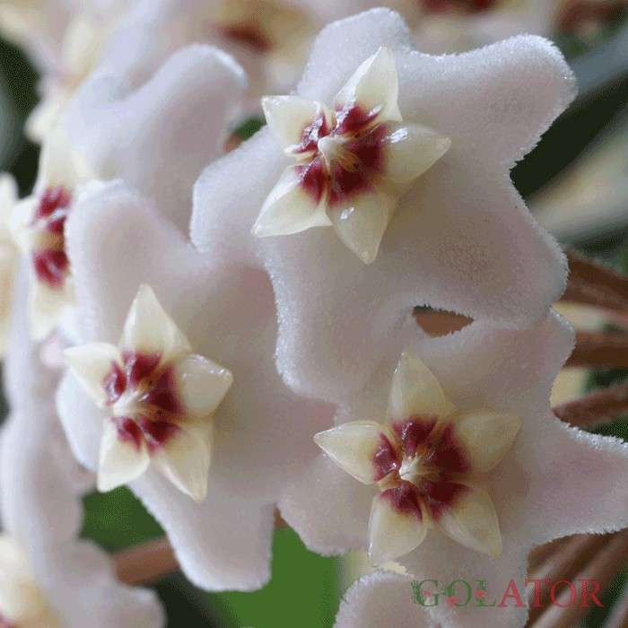 پیچ شمعی