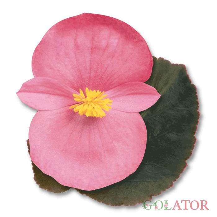 بگونیا بگون