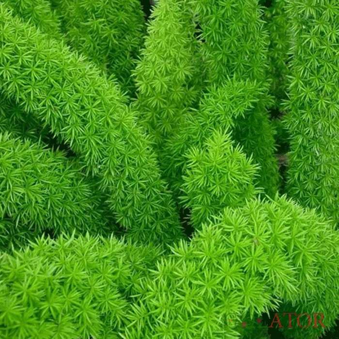 شویدی