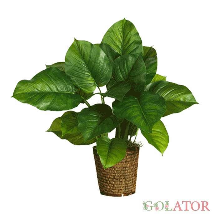 فیلودندرون