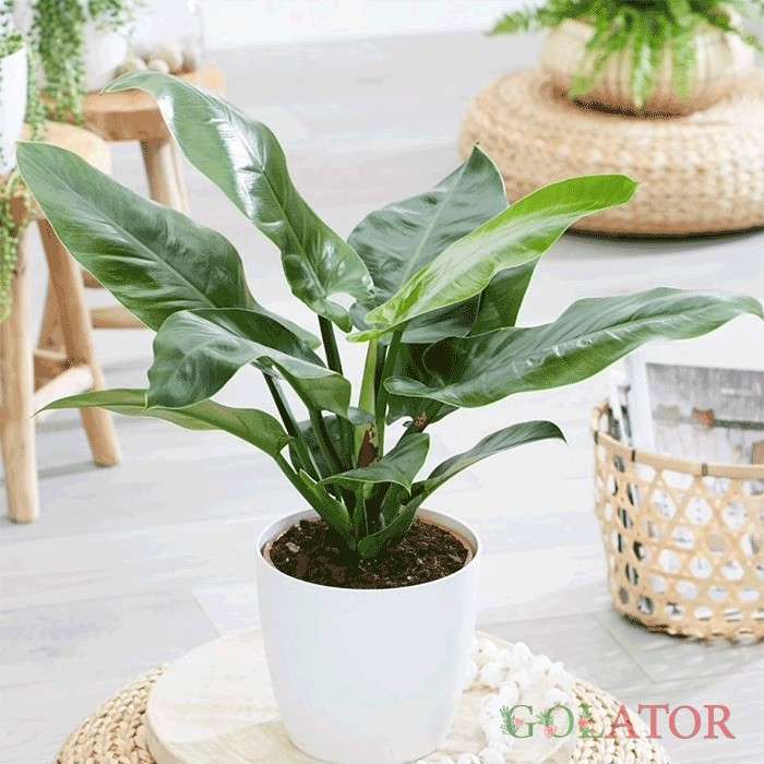 فیلودندرون