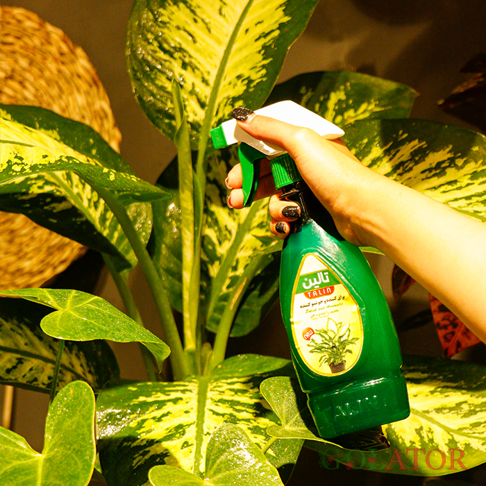 براق کننده و خوشبو کننده تالین 