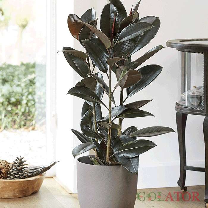 فیکوس چرمی (آلاستیکا )