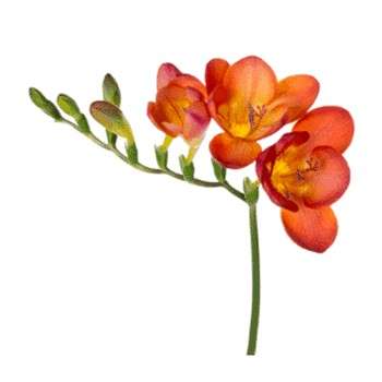 فریزیا