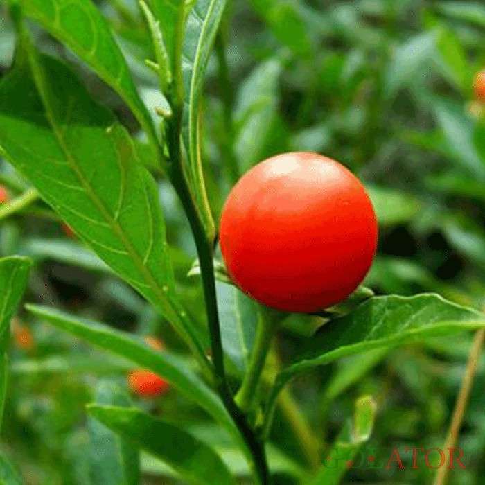 گیلاس زینتی 