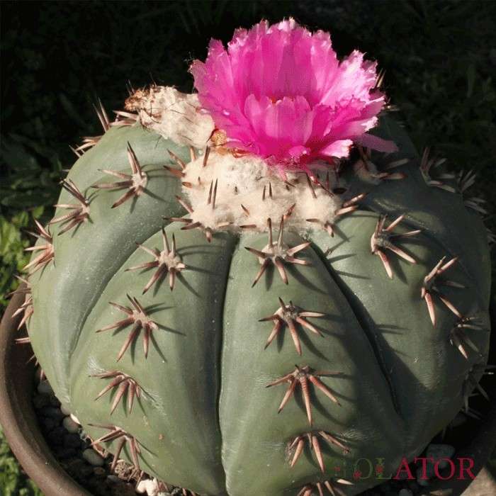 اکینو کاکتوس