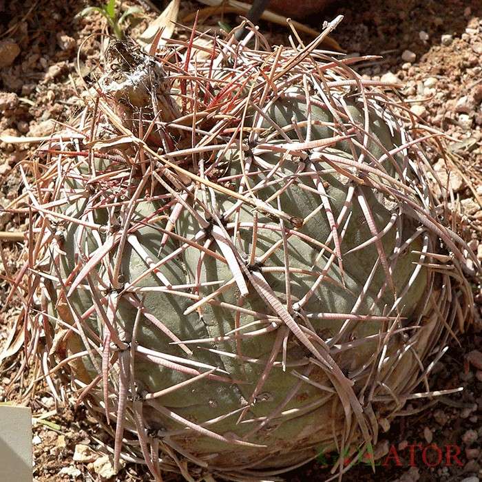 اکینو کاکتوس