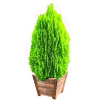 کامیس پاریس