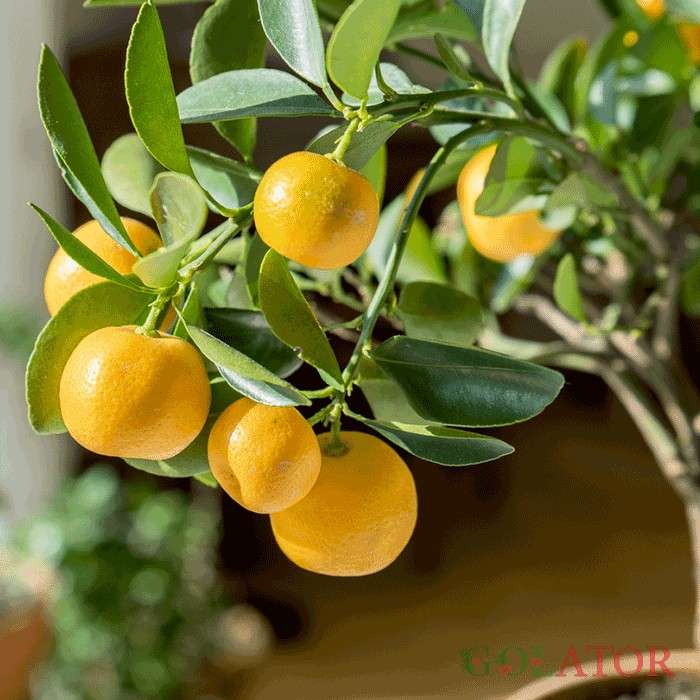 سیتروس (پرتقال زینتی ) 