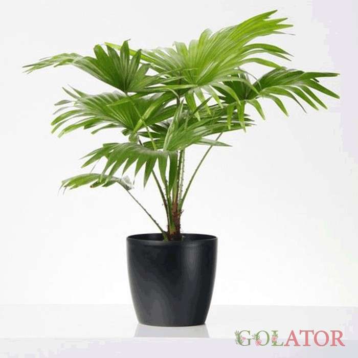 نخل بادبزنی چینی 