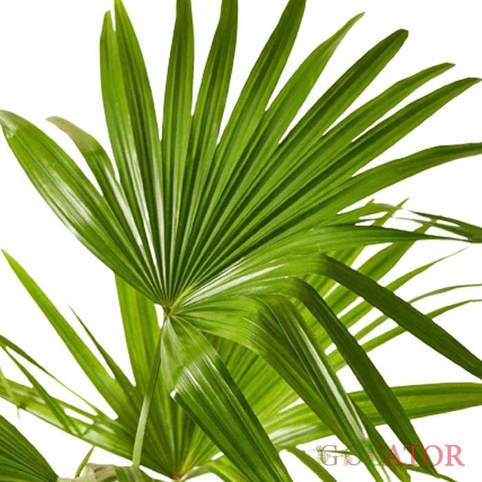 نخل بادبزنی چینی 