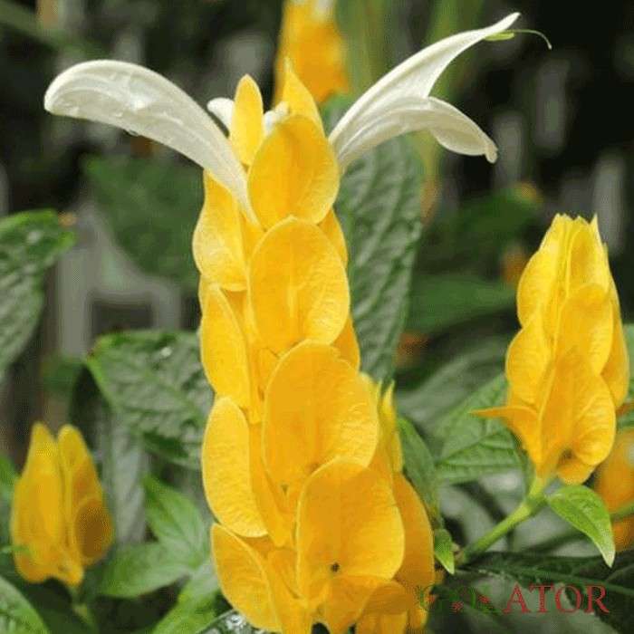 پاچیس تاچیس