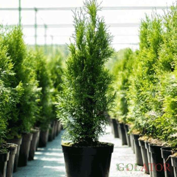 کامیس پاریس