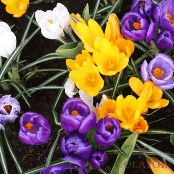 زعفران زینتی 