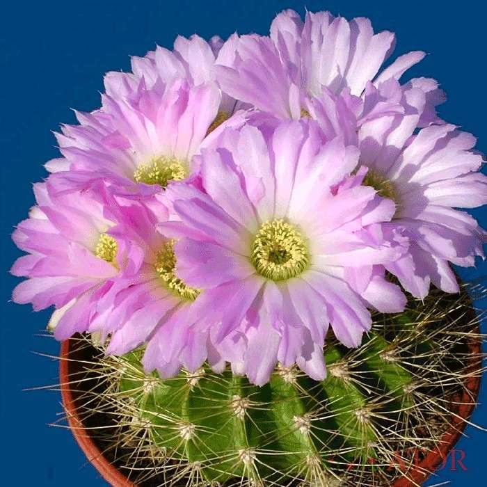 اکانتوکالی سیوم