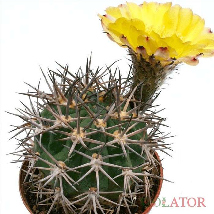 اکانتوکالی سیوم