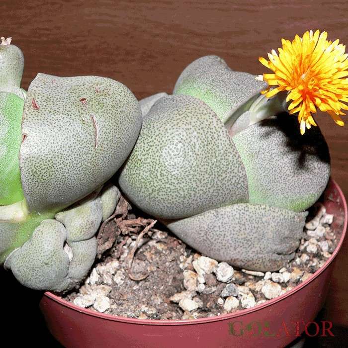 پلیوس پلیوس