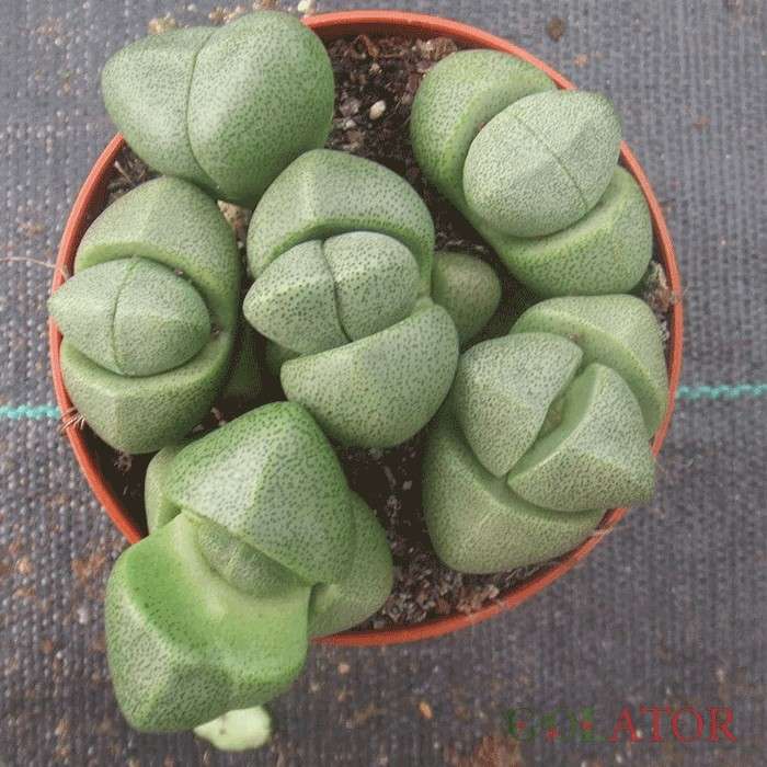 پلیوس پلیوس