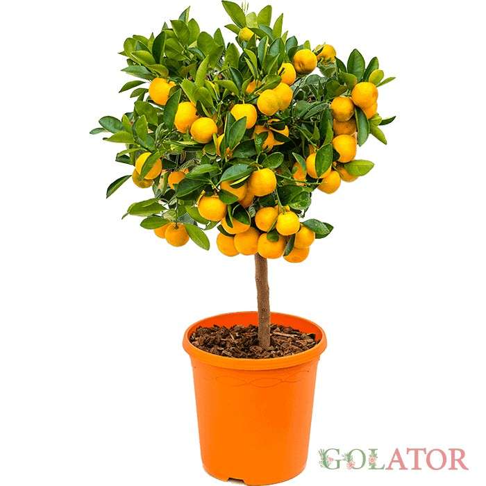 سیتروس (پرتقال زینتی ) 