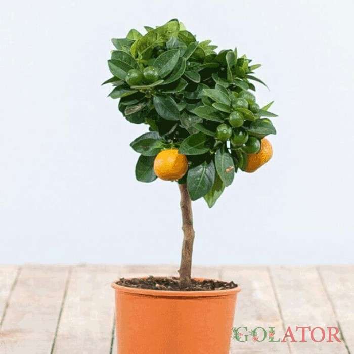 سیتروس (پرتقال زینتی ) 