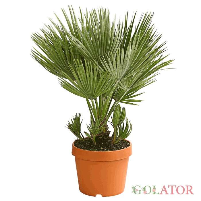 نخل بادبزنی اروپایی