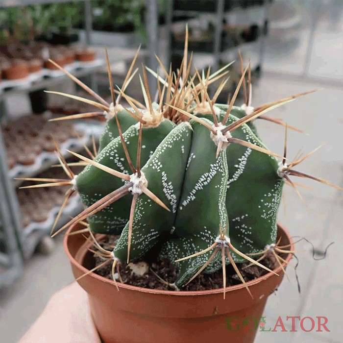 آستروفتیوم