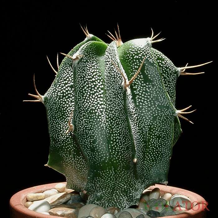 آستروفتیوم