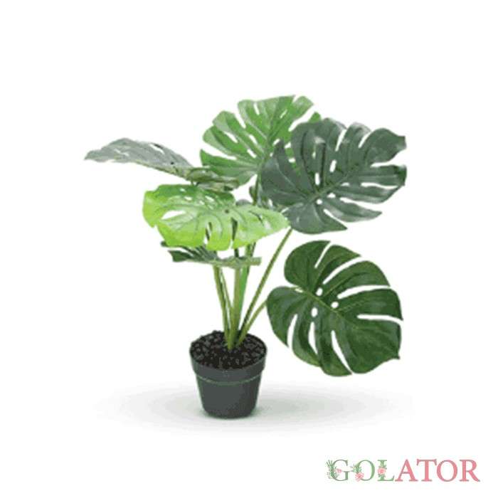 برگ انجیری مونسترا 