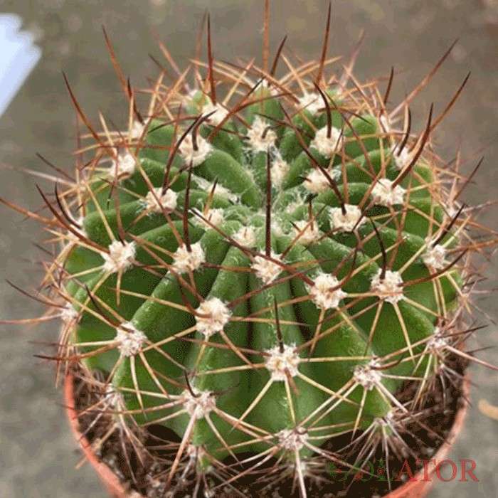 اکانتوکالی سیوم