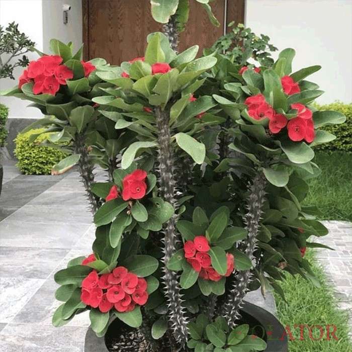 مرجان 