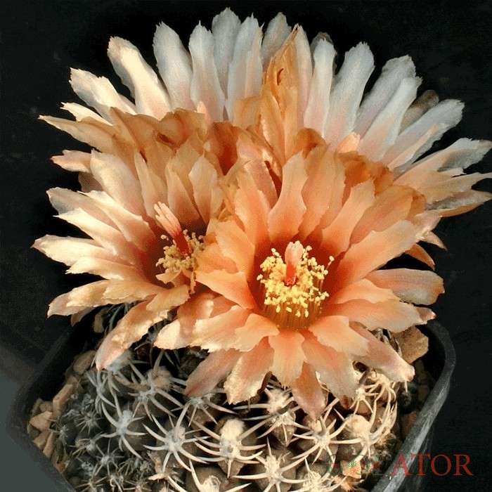 نئوپورتریا