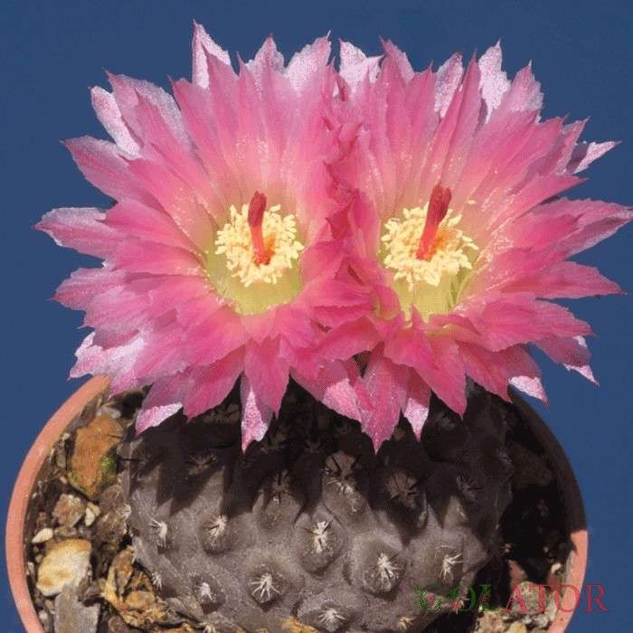 نئوپورتریا