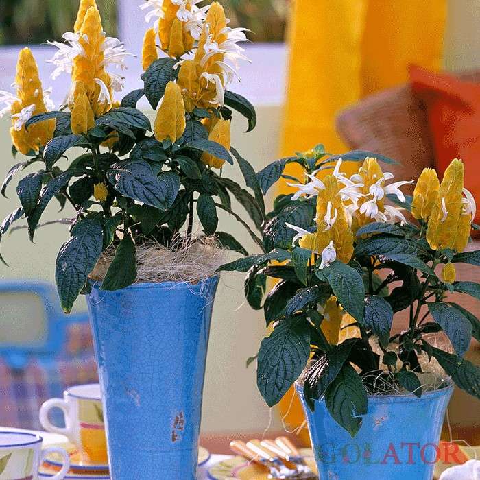 پاچیس تاچیس