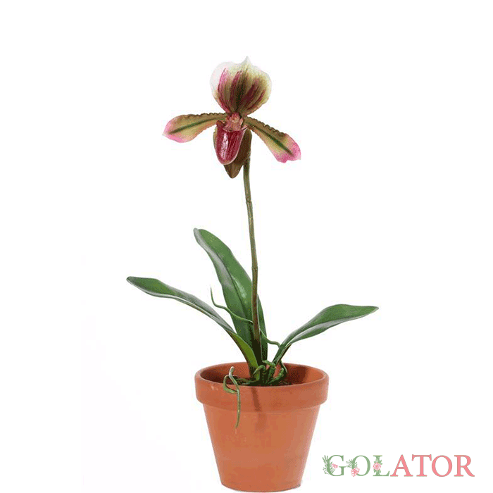 ارکیده پافیوپدیوم