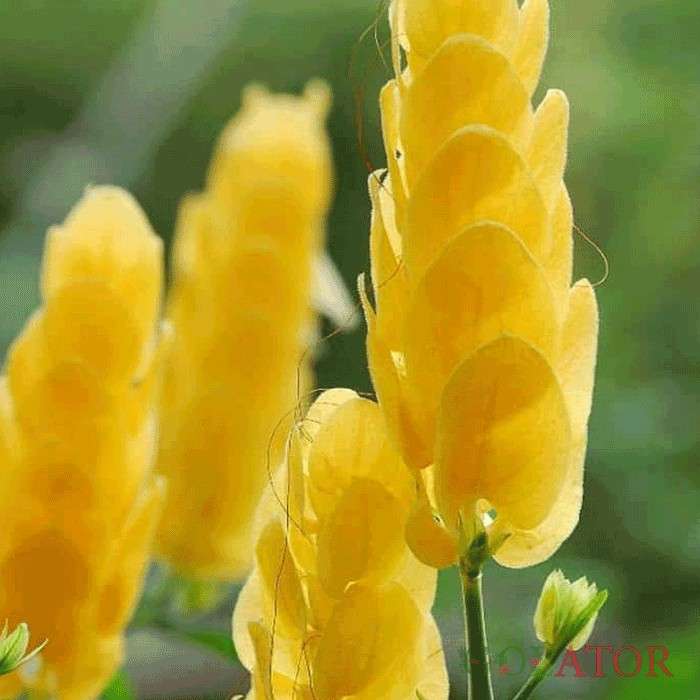 پاچیس تاچیس