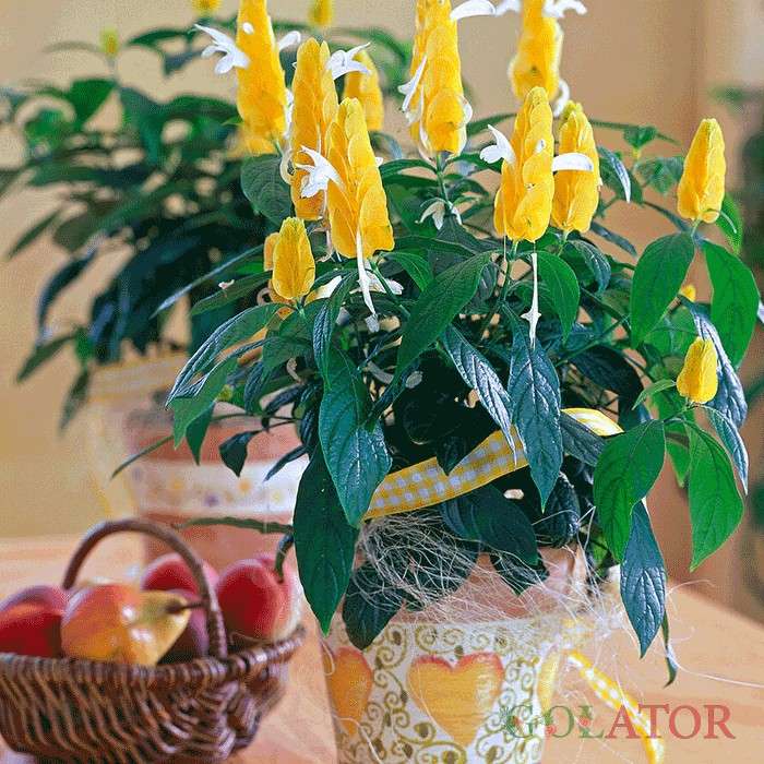 پاچیس تاچیس